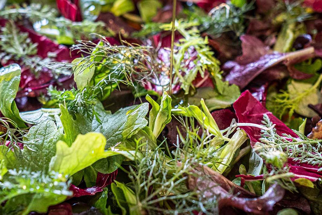 Die besten Olivenöle für die Salatsaison