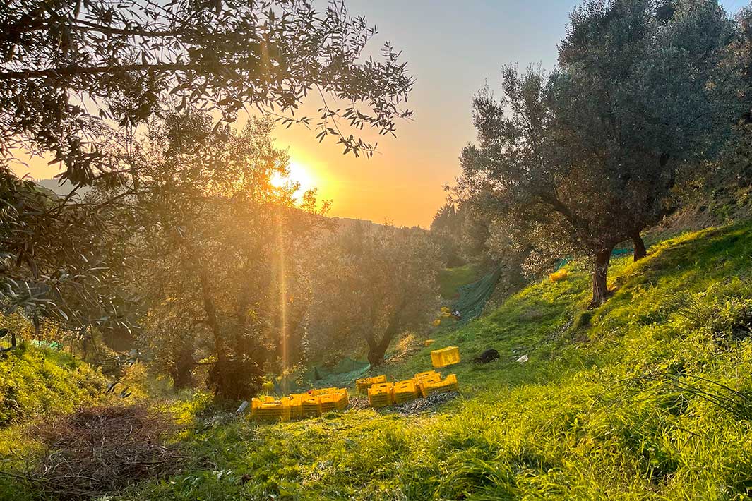 Zum Internationalen Tag des Olivenbaums: Wie gelingt der Erhalt alter Kulturlandschaften?