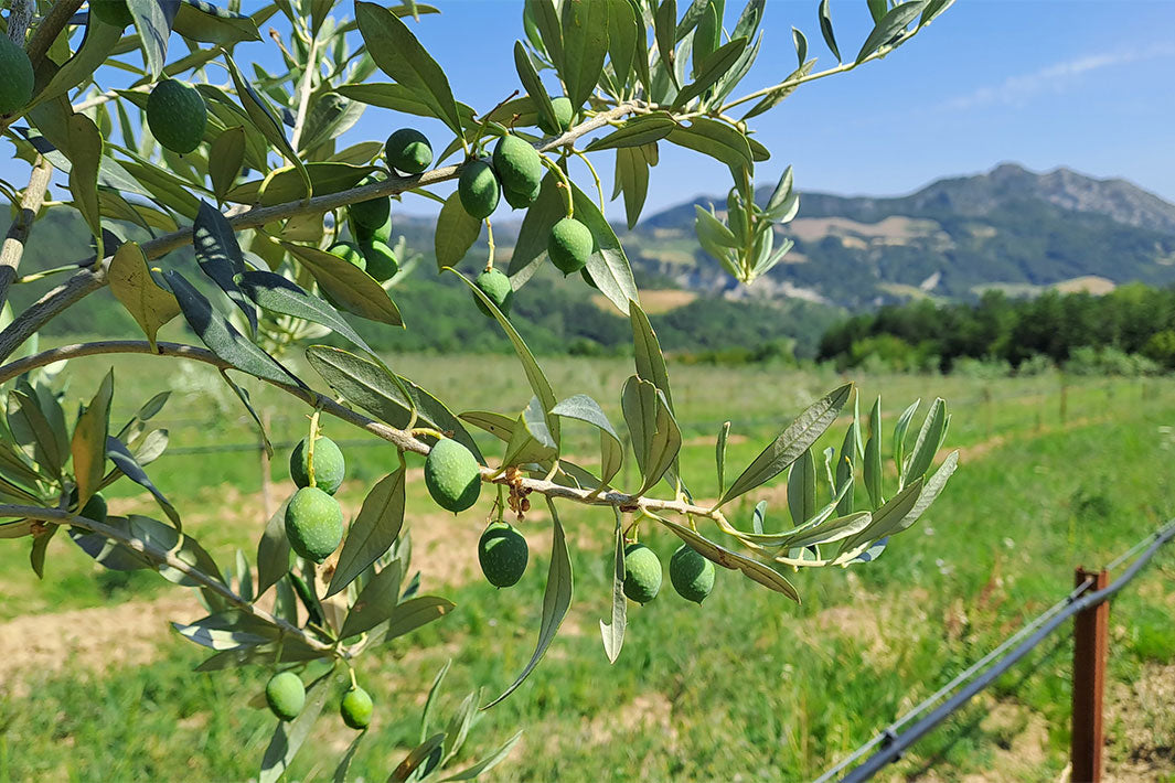 Wie wird wohl die nächste Olivenernte? Stimmen direkt aus dem Olivenhain